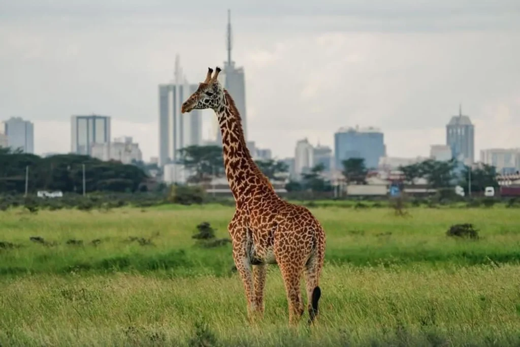 90db6a63 64d9 403d a6ad 43da6b8f9f06 discover nairobi national park africa s only urban safari xlarge