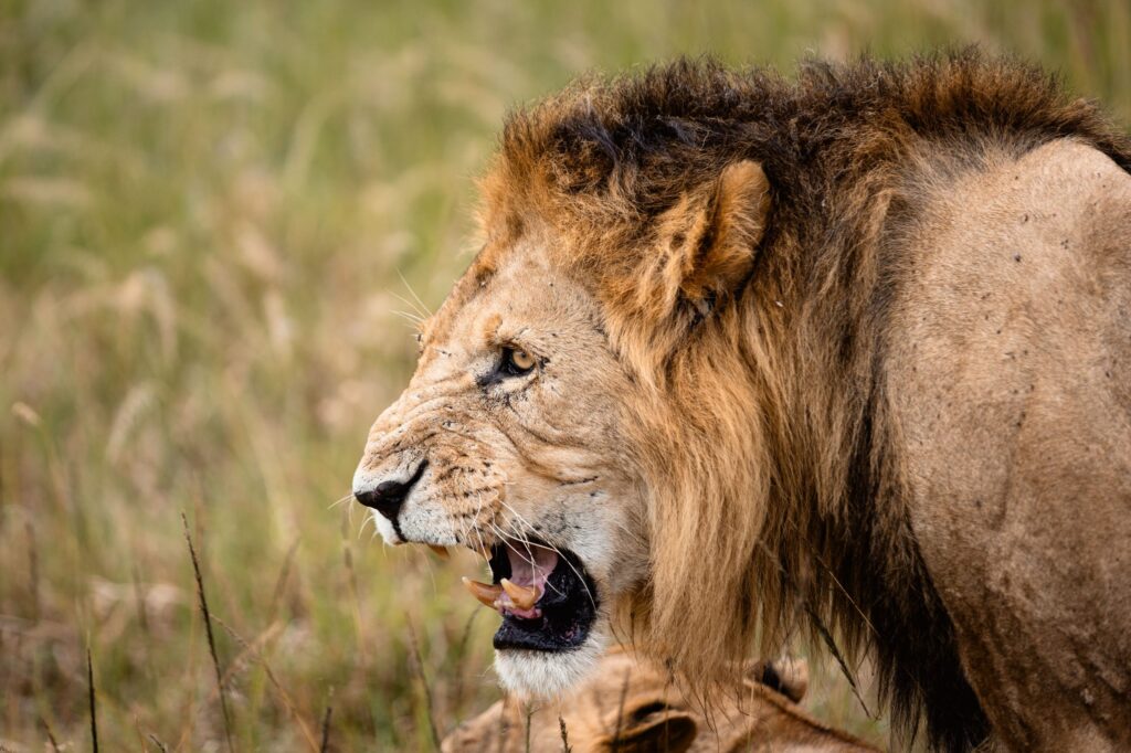 game drive 24 2025 tc scaled