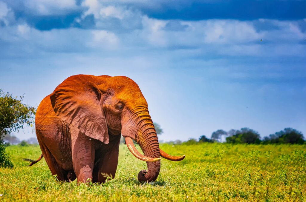 tsavo west national park 8
