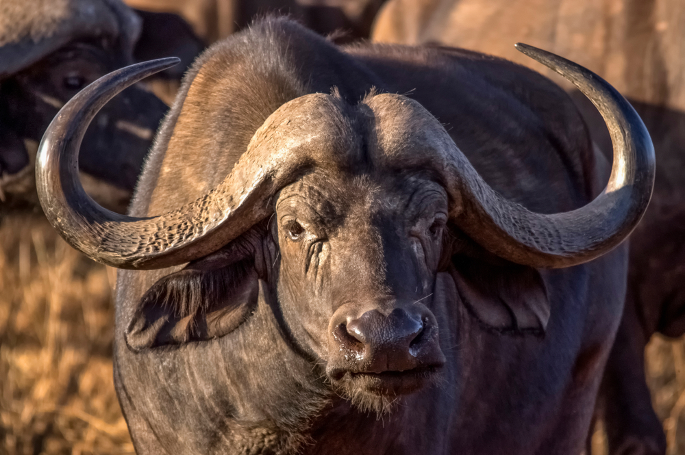 tsavo west national park buffalo profile
