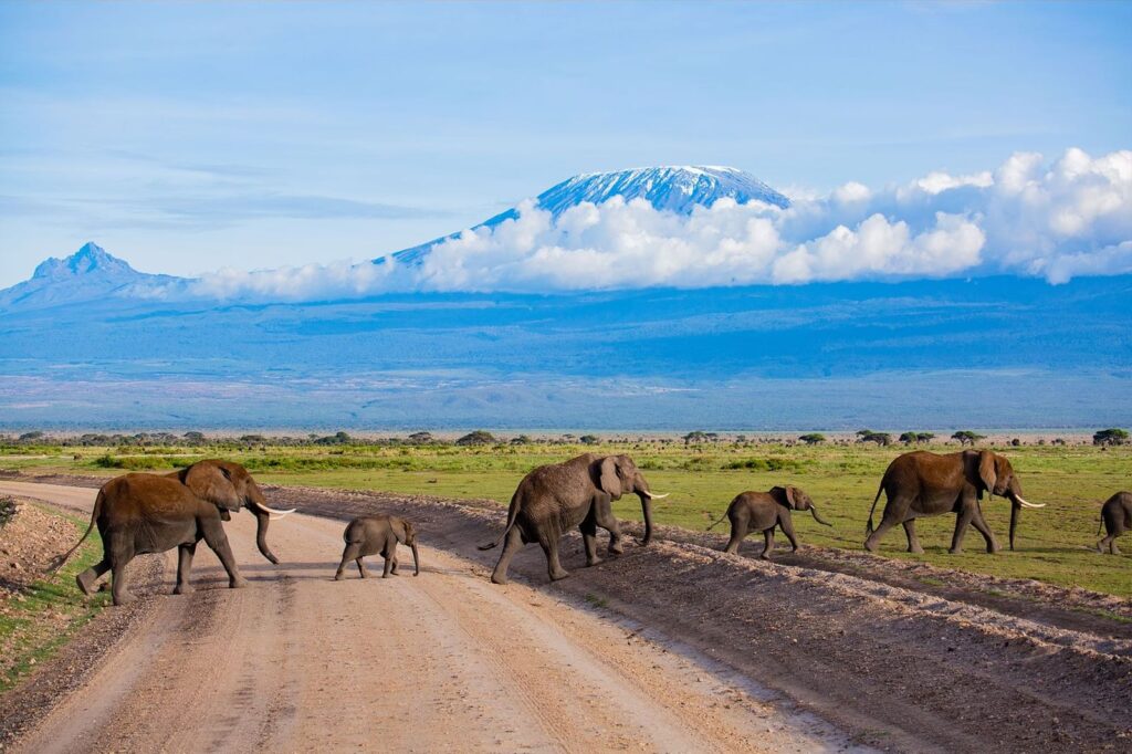 elephants kilimanjaro photo safari in amboseli