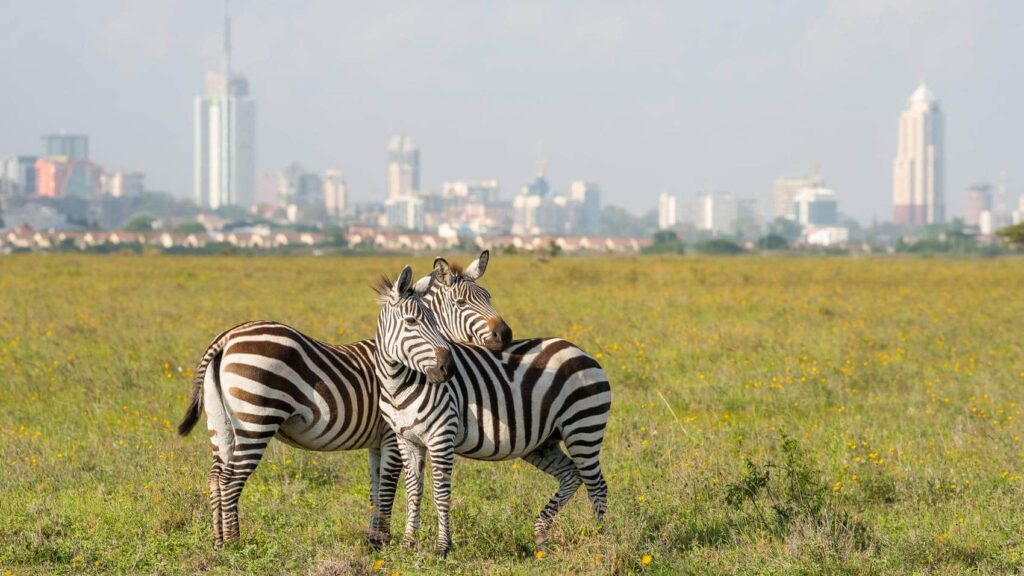 kenia nairobi zebras