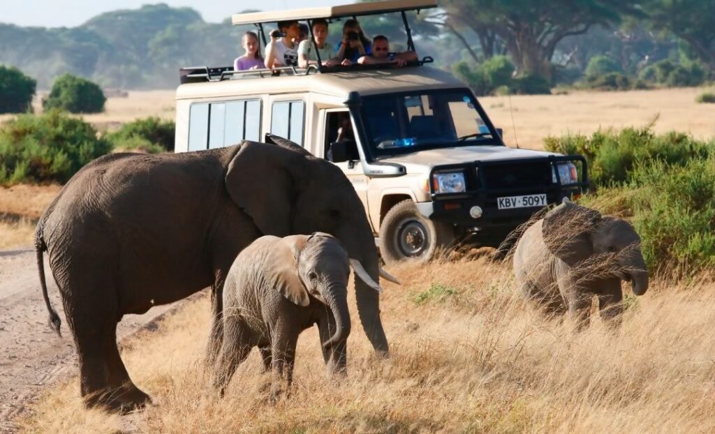 kenya safari game drive